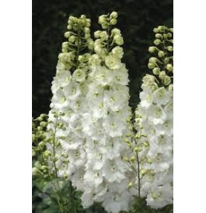 ΔΕΛΦΙΝΙΟΥΜ  ΥΒΡΙΔΙΟ  ΛΕΥΚΟ  DELPHINIUM  El CENTURIO WHITE